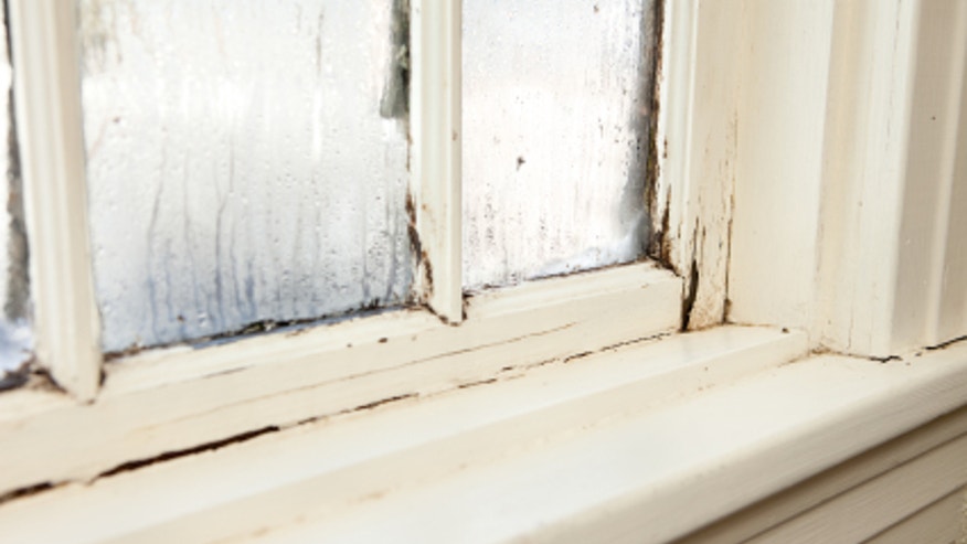 iStock_000015602174XSmall_WindowMold.jpg