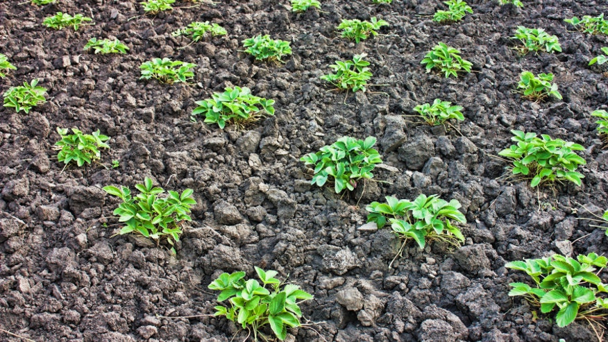 iStock_000021322243Small_Garden.jpg