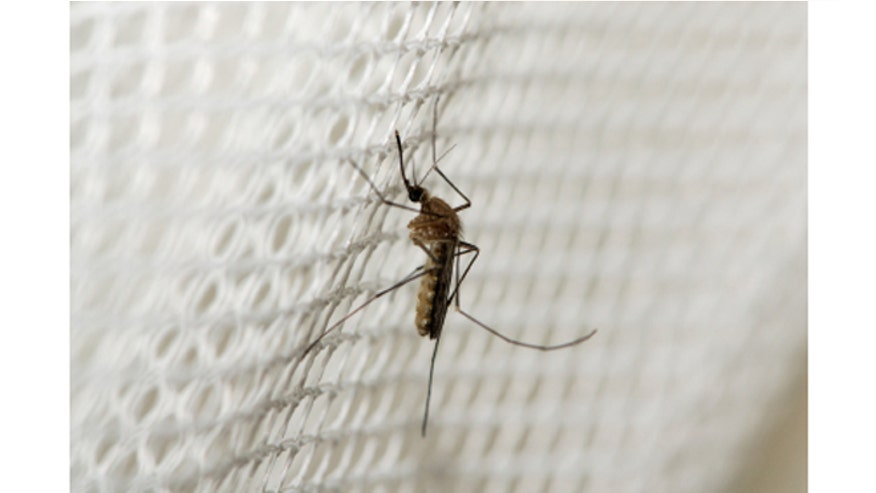 iStock_XSmall_mosquito660.jpg