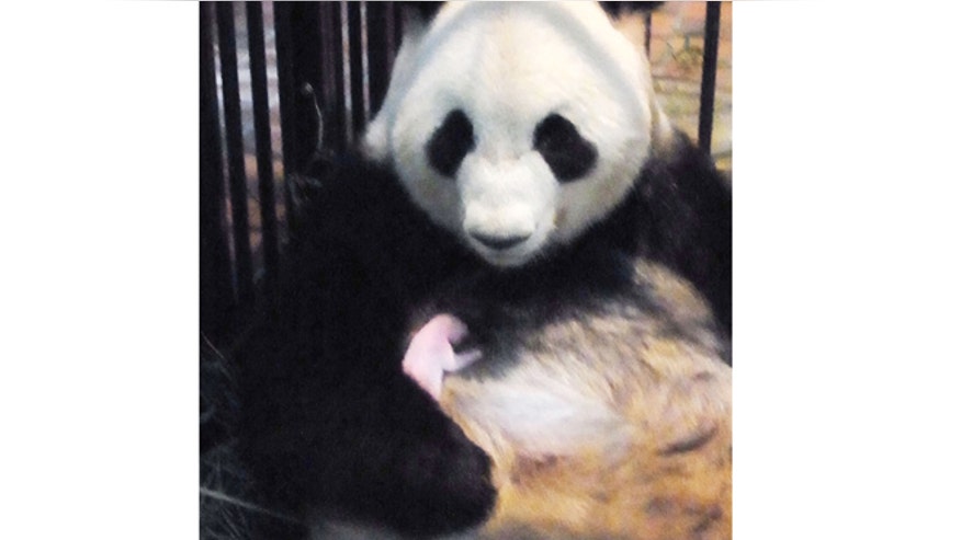 japan_panda_pneumonia.jpg
