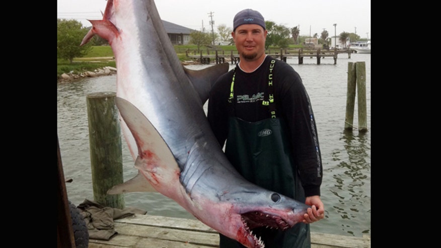 375-pound, 8-foot long mako shark