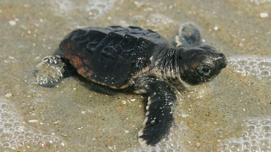 turtlebabe.jpg