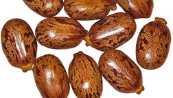 Made from ordinary castor beans, ricin can be incredibly dangerous and even deadly -- if milled or processed right. The substance is called “very toxic” by the U.S. Centers for Disease Control and Prevention.