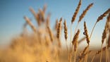 For consumers now on alert over a rogue strain of genetically modified wheat found in Oregon, the question is simple: How could this happen?