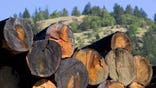 The forest-products company announced a slew of moves early this week, including a $. billion deal to purchase Longview Timber and its , acres of timberlands in Washington and Oregon.