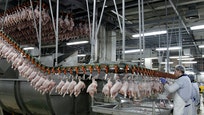 A new report describes two cases of poultry workers who developed chronically swollen knuckles, the hallmark sign of a rare skin condition known as pachydermodactyly