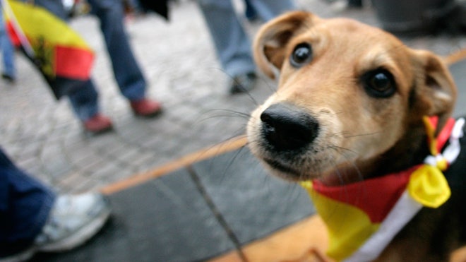 Dog Outside