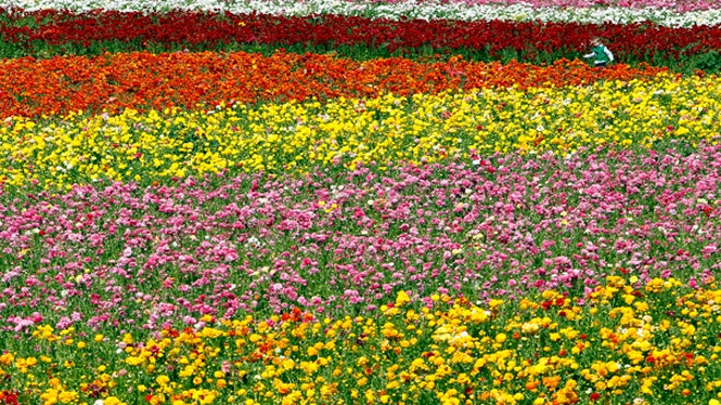Garden Plants and Flowers: