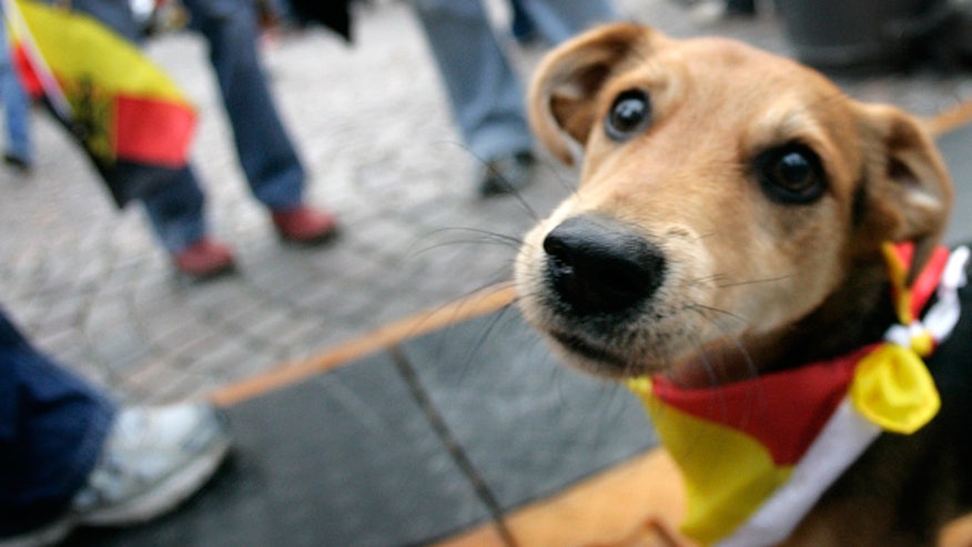 Dog Outside