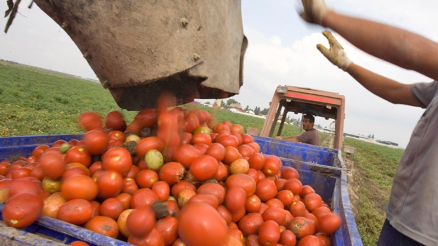 Tomato Farm