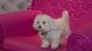 D Pet Hotel owner Kerry Brown on the growing popularity of luxury dog hotels.