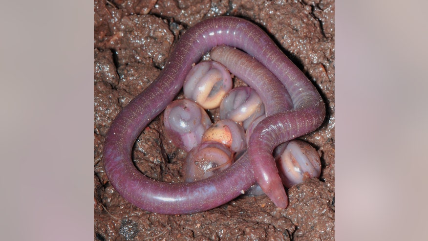 doting-caecilian-mom-120221