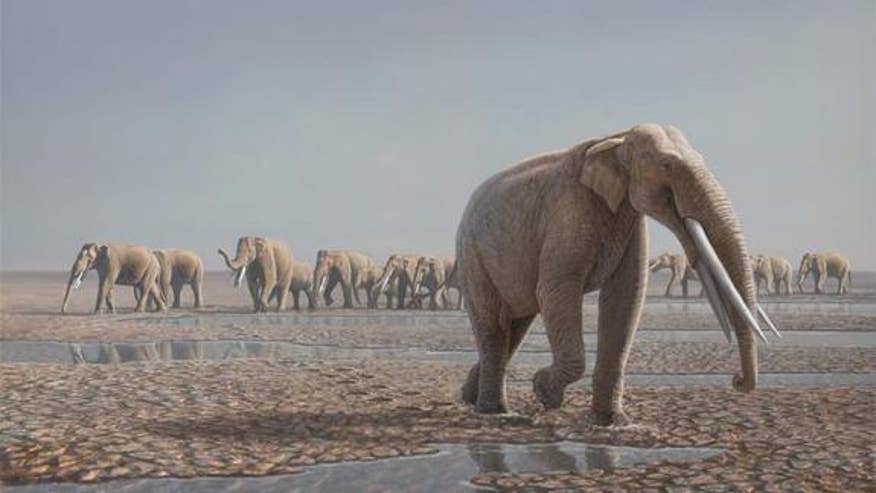 elephant-herd-reconstruction