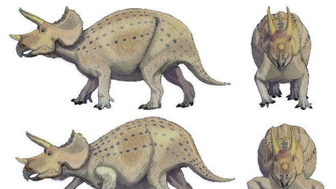 Triceratops forelimb study drawings U. Tokyo