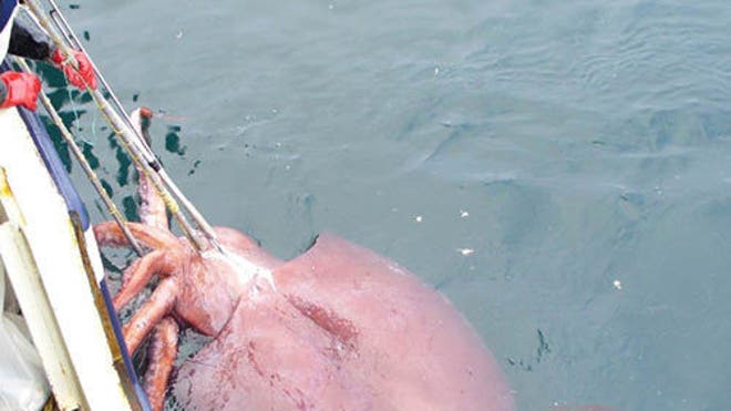 colossal squid New Zealand