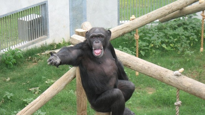 chimp-reaching