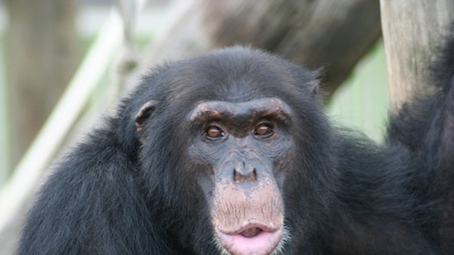 lip-smacking-chimp