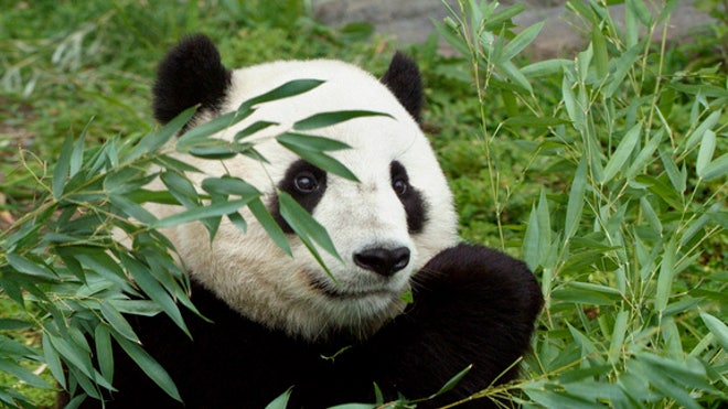 baby-panda