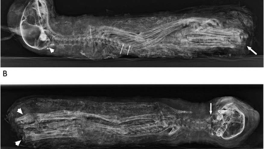mummified-kitten-scan