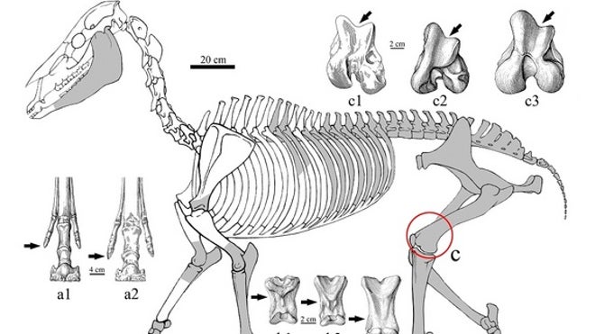 Zanda-horse-skeleton