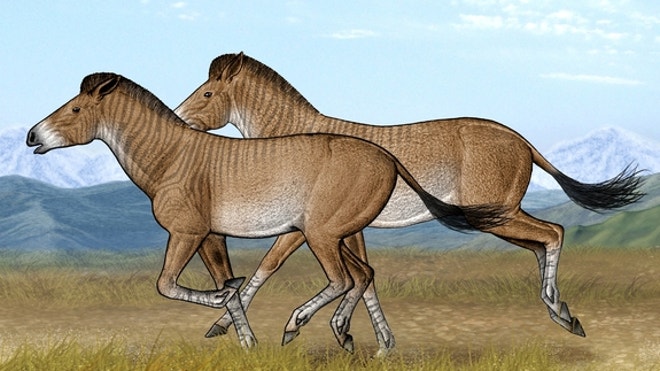 two-zanda-horses