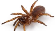 In the heart of Auburn, Ala., researchers have discovered a new species of trapdoor spider right under their feet. Named in honor of Auburn University's tiger mascot, the spider is now affectionately called the Auburn tiger trapdoor spider.