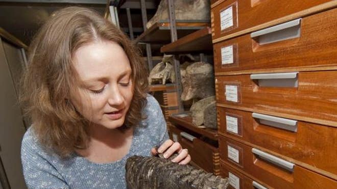 herridge-dwarf-mammoth-teeth