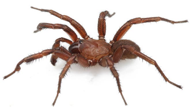 male-trapdoor-tigris-spider