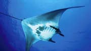 Very little is known about giant manta rays, fish up to feet wide that glide through the ocean like giant underwater bats.