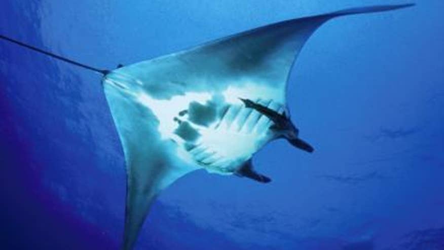manta-ray