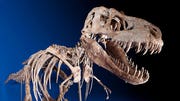 A nearly complete skeleton of a towering Tyrannosaurus bataar will be auctioned off on Sunday, May . The skeleton measures some  feet tall and  feet long.