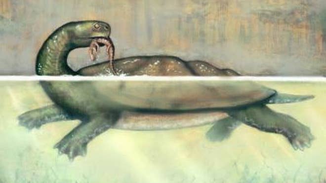 GIANT-TURTLE-FOSSIL