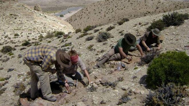 excavation-abelisaurid-dinosaur