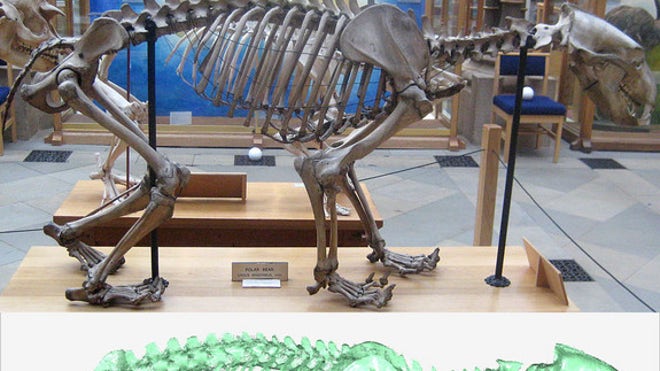 skeleton-to-model