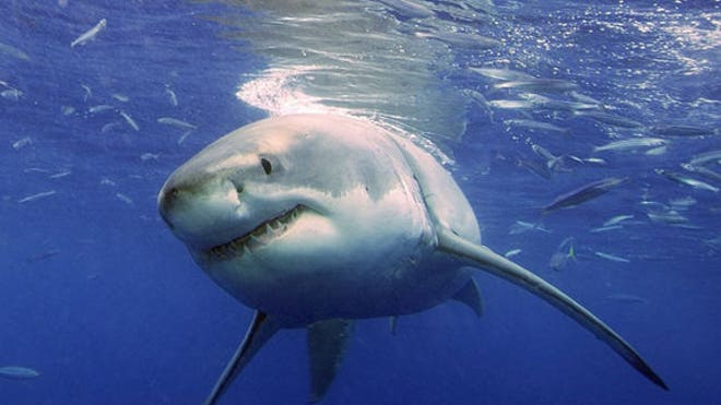 090622-white-shark-02
