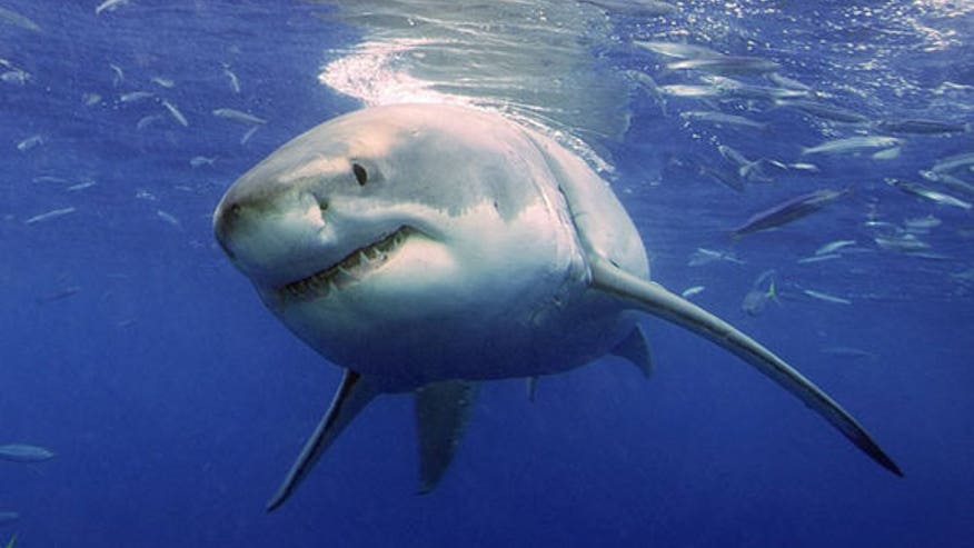 090622-white-shark-02