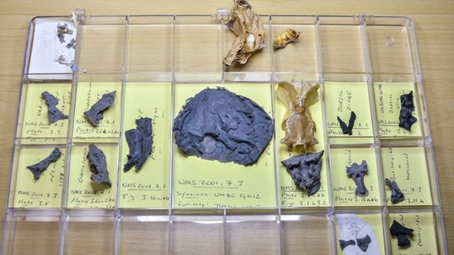 fish-fossil-molds-120613