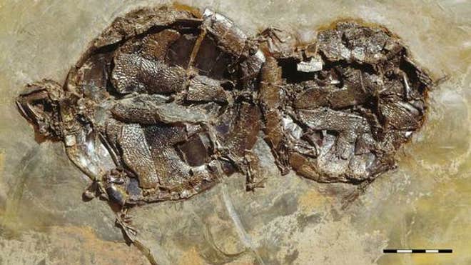 mating-turtle-fossils