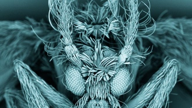 moth-fly-120625