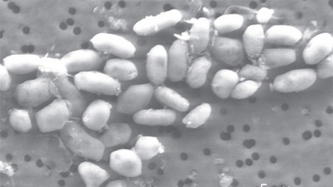 bacteria-arsenic-101202-02