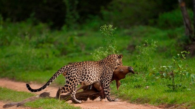 leopard-guar-120719