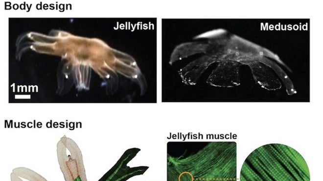 jelly-versus-mesudoid-120722