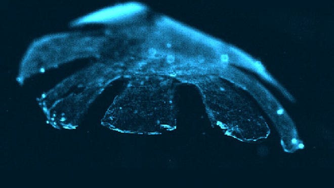 jellyfish-mimic-120722