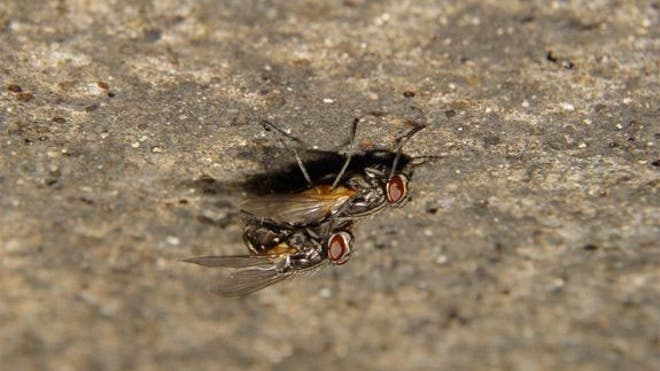 houseflies-mating