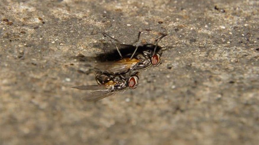 houseflies-mating