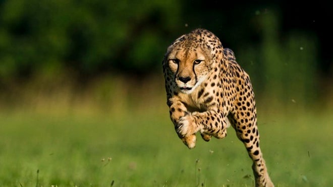 cheetah-2-120802