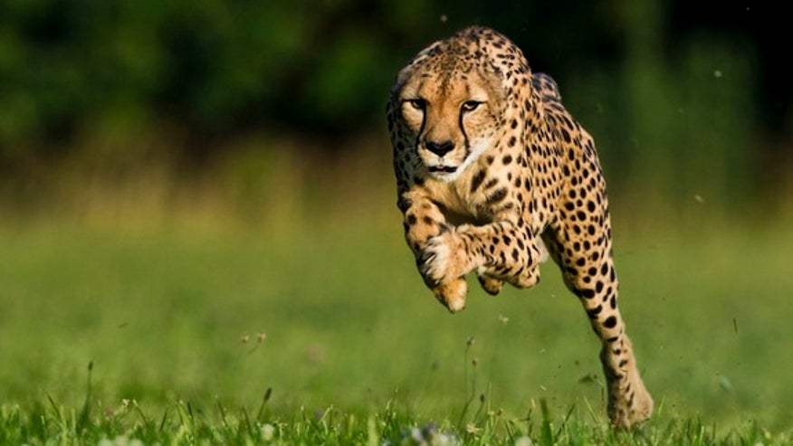 cheetah-2-120802