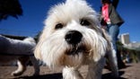 To solve 'poo-dunnits,' town in Spain creating doggie DNA database