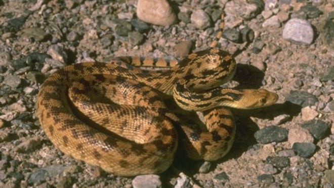 snake2.jpg