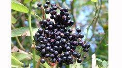 >The flu season is upon us, and it’s a serious one this year. Many people are getting sick, and the numbers just keep going up. Apart from getting the flu vaccine, there are various natural remedies one can utilize to combat the dreaded virus